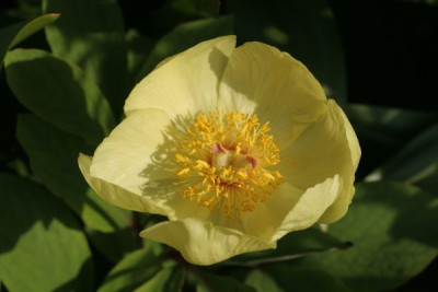 paeonia_mlokosowitschii_1654.jpg