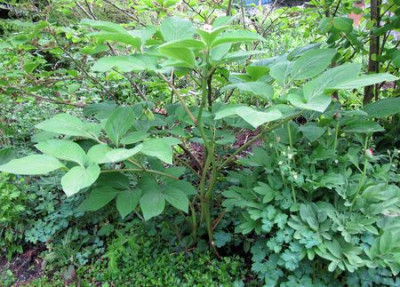 Paeonia_daurica_ssp._wittmanniana_Habitus_fars_2011.jpg