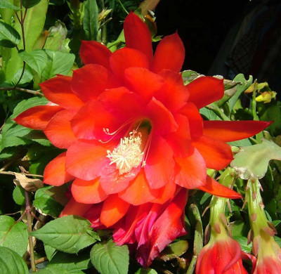 Epi2011_orange-glow.jpg
