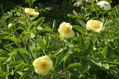 paeonia_mlokosowitschii_1662.jpg