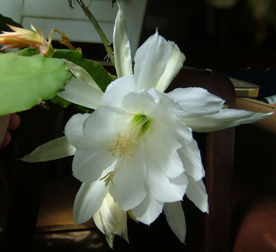 Epiphyllum_wei002.jpg