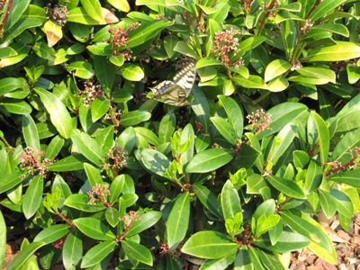 Schmetterling5_698.jpg