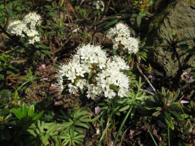 Rhododendron_groenlandicum_fars_2011.jpg