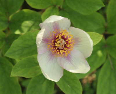 paeonia_mlokosowitschii_1666.jpg