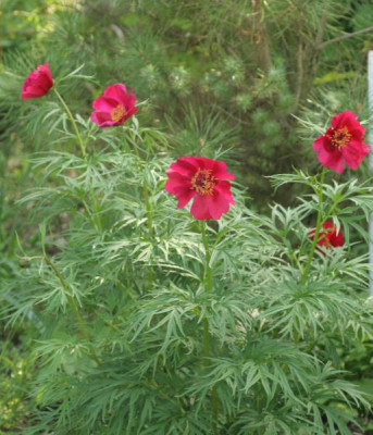 paeonia_anomala_1668.jpg