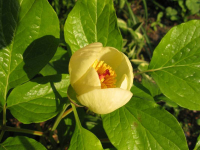 Paeonia_steveniana_3_800x600.jpg