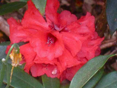 Rh._ochraceum__IMG_8680.JPG