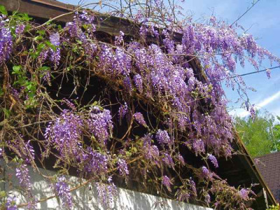 Wistaria_sinensis1__IMG_8685.JPG