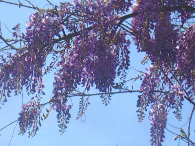 Wistaria_sinensis2__IMG_8678.JPG