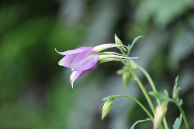Aquilegia_caerulea.jpg