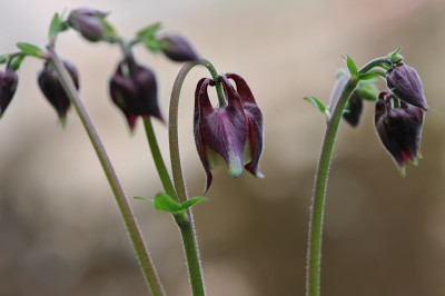 Aquilegia_William_Guinness.jpg