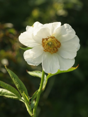 paeonia_anomala_1671.jpg