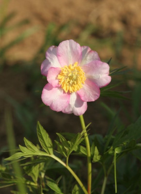 paeonia_anomala_1674.jpg