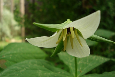 trillium_spec2_20110427.jpg
