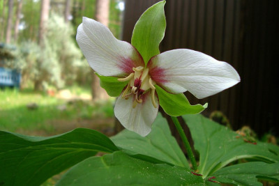 trillium_spec_20110427.jpg