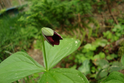 trillium_spec3_20110427.jpg