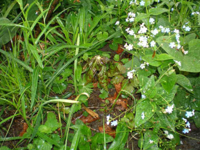 Podophyllum_hexandrum_Austrieb_2011ea.jpg