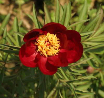 paeonia_smouthii_1677.jpg