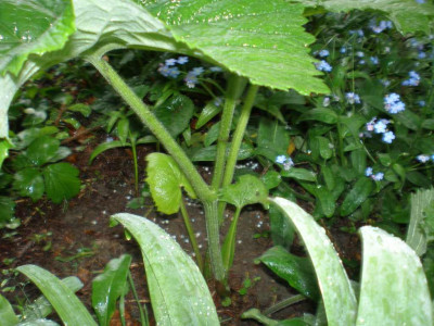 unbekannte_Pflanze_20111ea.jpg
