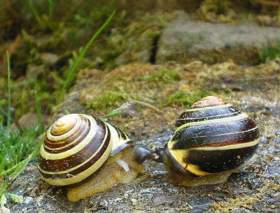 Schnirkel-Schnack.jpg