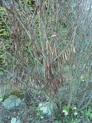 Cercis_sil._alte_Schoten.jpg