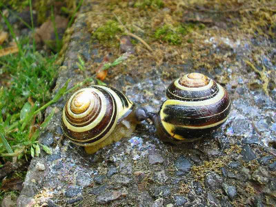 Schnirkel-Schnack_2.jpg