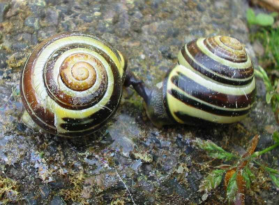 Schnirkel-Schnack_3.jpg