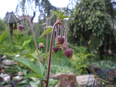 Geum-rivale_2011ea.jpg
