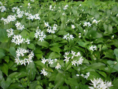 Allium_ursinum_2011ea.jpg