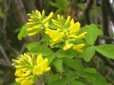 Petteria_ramentacea__IMG_8708.JPG