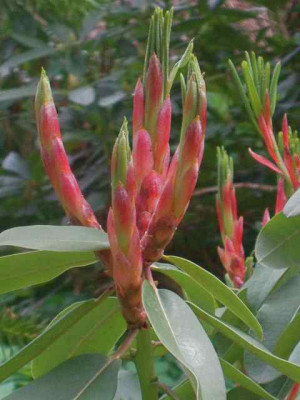 Rh._decorum__IMG_8724.JPG