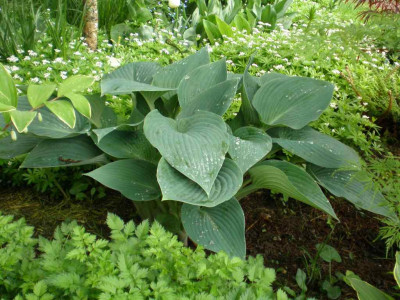 Hosta_Halcyon_2011ea.jpg