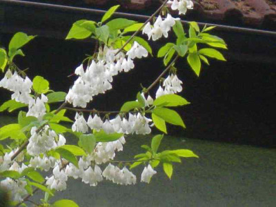 Halesia_monticola__IMG_8706.JPG