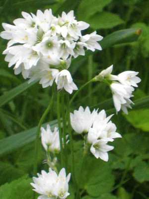 Allium_zebdanense__MG_8713.JPG