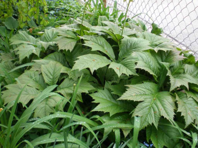 Rodgersia_2011ea.jpg