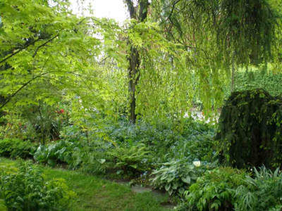 Fagus_sylvatica_Pendula_2011ea.jpg