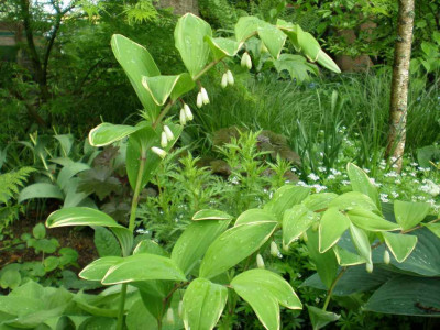 Polygonatum_falcatum_Variegatum_2011ea.jpg
