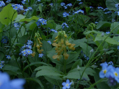 lathyrus-aureus-300411.jpg