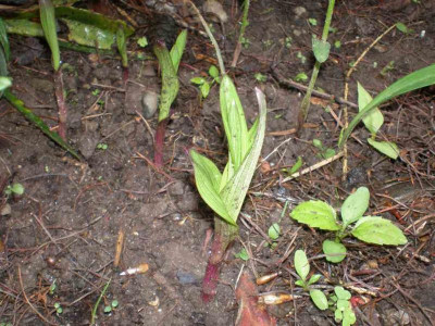 Bletilla_striata_Austrieb_welcher_2011ea.jpg