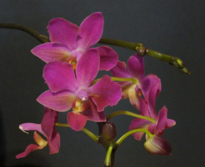 Orchidee_XYZ_900x900_80KB.jpg