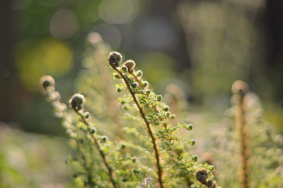 Polystichum-Apr3011.jpg