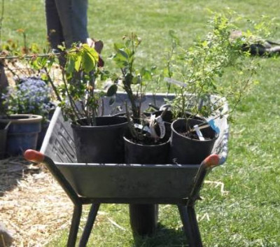 20110430_Einkaufswagen.jpg