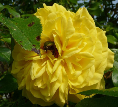EmilNolde1.JPG