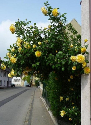 GelbeBahl1.JPG
