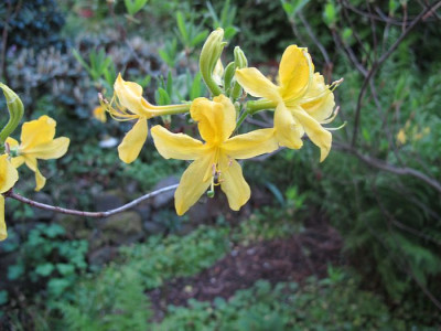Rhododendron_luteum_fars_2011.jpg