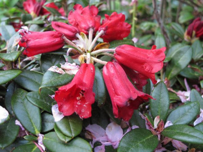 Rhododendron_haematodes_fars_2011.jpg