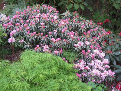 Rhododendron_makinoi_fars_2011.jpg