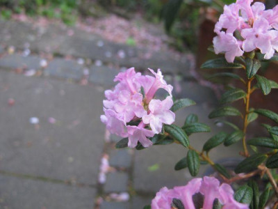 Rhododendron_trichostomum__fars_2011.jpg