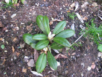 Rhododendron_yakushimanum_1_fars_2011.jpg