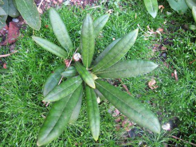 Rhododendron_yakushimanum__2_fars_2011.jpg